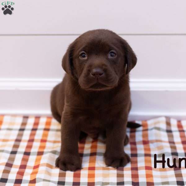 Hunter, Chocolate Labrador Retriever Puppy